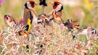 بتبتة الحسون تحفيز الحسون على التغريد والهيجان علاج صمت الحسون goldfinch stimulation #birds 