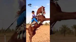Arabic Horse Power | Beauty Meets Strength 🐎 #shorts #arabianstallion