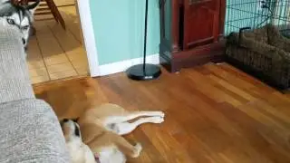 Cute doggos!