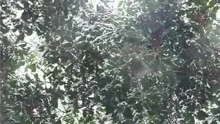 Snowfall At Guido Gardens