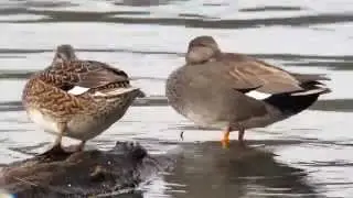 Schnatterenten und Kormoran - Chipeaux & Cormoran