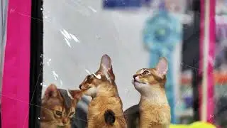 Abyssinian cats looking up during exposition