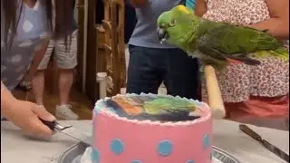 Parrot gender reveal! 🤣😂