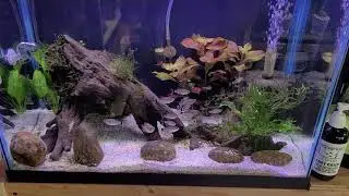 Flag acaras showing amazing colors!