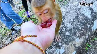 He is so hungry..! SARO doesn't care about others just only eating first.