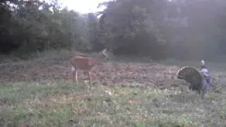 Mexican Standoff 2.AVI