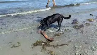 Hunter at Dog Beach