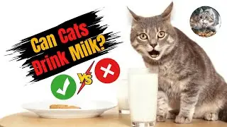 Can Cats Really Drink Milk? The Truth You Need to Know!
