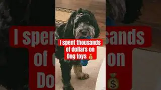 My dogs favorite toy is&hellip; WATER BOTTLE🤣 #water #doggo #bernedoodle #funnydogs #funnydog