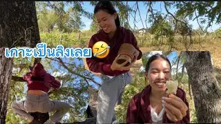 สาวเจ้วถือตีบข้าวเลาะทุ่งปีนต้นมะขามหวาน ถือตีบข้าวขึ้นกินบนต้นขาม