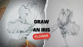 HOW TO DRAW IRIS FLOWER | Iris Flower Drawing Sketch: How to draw an Iris flower sketch |