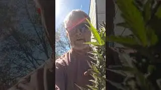 How to pollinate  your own strains of cannabis 