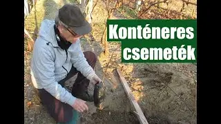 Konténeres csemeték őszi telepítése