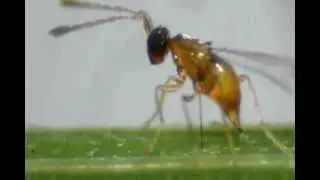 Friend of the rice farmer: mymarid wasp
