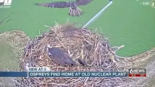Ospreys finding new home at former Fort Calhoun nuclear plant