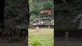 Indore Zoo in 30 Seconds 🐅 | Kamla Nehru Prani Sangrahalay for Family and Kids!