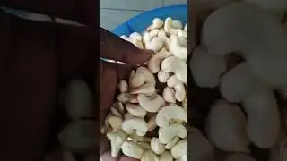 w240 Premium Quality Cashew Kernels