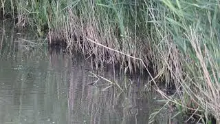 Slobeenden