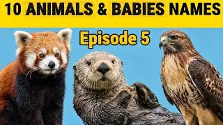 Animals Names and Their Babies & Sounds &ndash; Episode 5 | Kids Learning Video