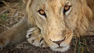 Tanzania - wildlife photography by Idan Atia