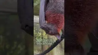 Man is a menace #fyp #bats #lubeebats