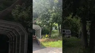 ☠️Hazardous Hung Up Tree Felling - Angle 2