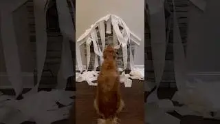 My dog destroyed my house! #dog #goldenretriever