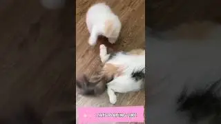 Cats Playing Funny 😂 #cats #animalsbeauty
