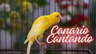Canário Cantando Muito : 3 Hora de Canto para Estimular seu Pássaroe. Foco em Relaxamento e Natureza