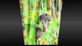 LEMURS' PARK