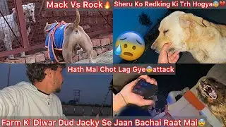 Sheru K Face Par Swilling Aagye😨Old Redking Ki Trh😰 Mack Vs Rock🐶 Farm Ki Diwar Kud Kar Jaan Bachai😰