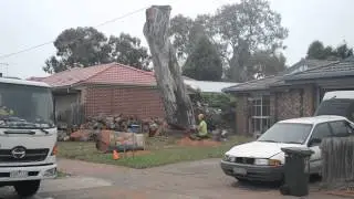 River Red Gum - Tree felling (9 of 9)