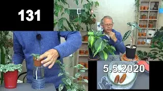 Zimmerpflanzen Alocasia Pflege. Mosaikpflanze, Punktblume, Glücksfeder. Dattel Anzucht, Avokado keim