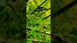 You Wont Believe It!! High woods Dogs (Tayra) In Trinidad