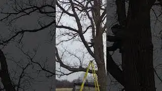Lights going up in our ceremony oak tree!! Outdoor wedding venue in Central Minnesota.