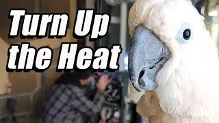This Furnace Repair Had a Very Serious Cockatoo Supervisor