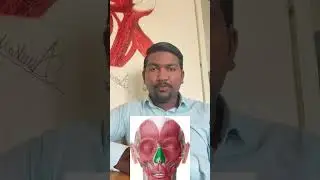 Muscles of nose 