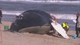 Humpback whale found washed up near Bennett Street Beach Access