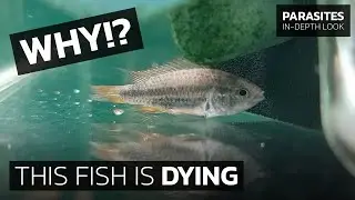 How to Recognize FLAGELLATES (Cryptobia iubilans) on Fish
