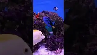 Finding Nemo🐠 and Dory embark  😍 journey end ?#nemo #clownfish #dory #findingnemo #ocean #fishtank