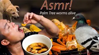 Ep.10: ASMR Eating PALM TREE WORMS alive | catching WILD CRABS to Grill | WILD PIGEONS trap to raise