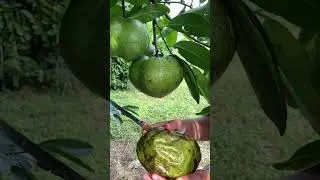 😋zapote negro delicioso 🥰