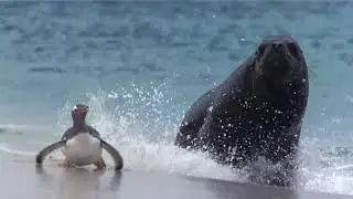 Penguin Vs Sea Lion
