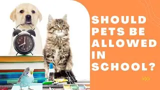 Veterinary Professional Answers: Should Pets Be Allowed In Schools?