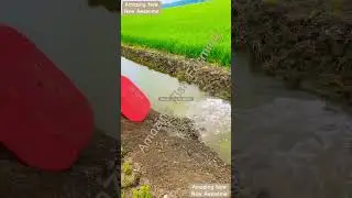 Application of fish seedlings to the local pond by local fishermen #automobile #farming #agritechnol