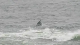 Gray whale feeding in Yachats - 1