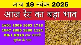 धान का भाव आज 🔴19 नवंबर 2025 | 1509,1121, बासमती | Dhaan Rate Today | Agri Commodity Price