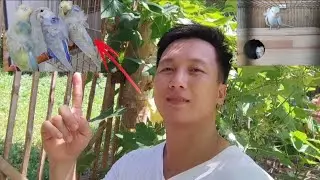 PAANO MAKAPAG PALABAS NG HAGOROMO PARAKEETS SA MURANG HALAGA.#parakeets #fypシ #fypyoutube #hagoromo