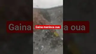 Gaina maninca oua 17-09-2025