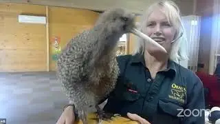 Orana Wildlife Park - Kiwi & Kākāriki karaka